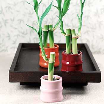 mini_bamboo_favors_second