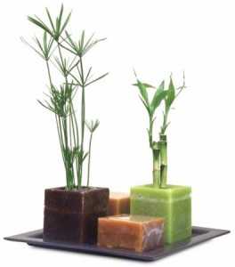 2centroplantas3