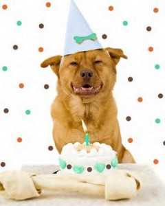 fiestamascotapet1