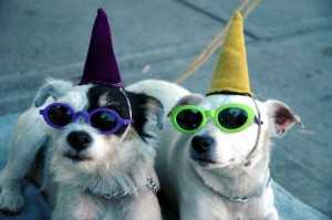 fiestamascotapets2