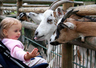 fiesta zoo fiesta zoo