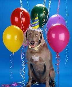 fiesta-para-perros