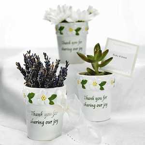 miniplantas