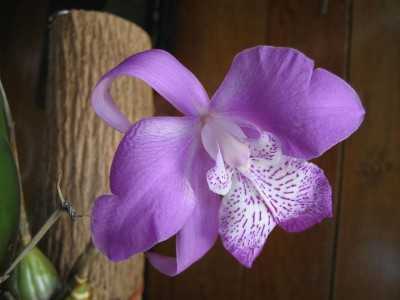 Orquidea