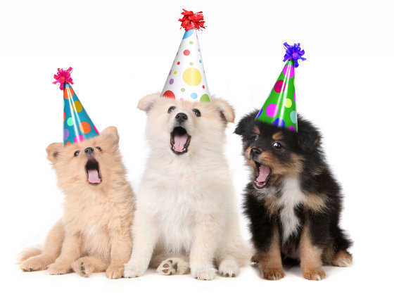 fiesta-perros-14